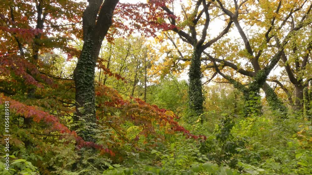 Colorful foliage in the autumn park.
