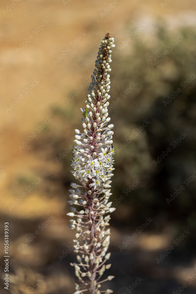 Drimia Maritima, also known as sea onion and island onion (urginea maritima, rimia maritima)