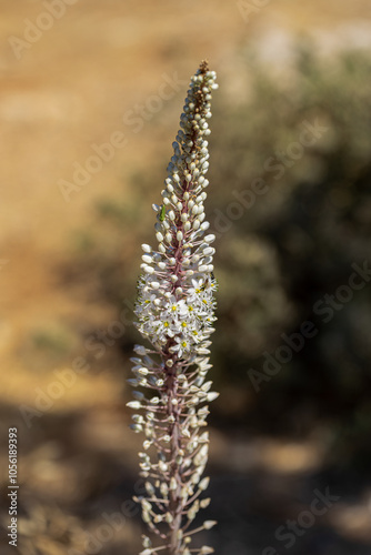 Obraz na płótnie Drimia Maritima, also known as sea onion and island onion (urginea maritima, rimia maritima) w salonie
