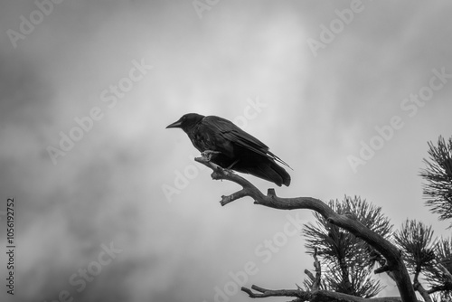 Black and White Bird photo