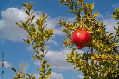 Pianta di melagrana con frutti