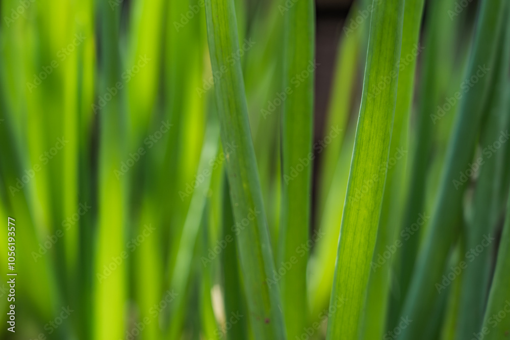 green spring onion with intense and fresh color tones. Background for design and texture green spring onion with intense and fresh color tones. Background for design and texture