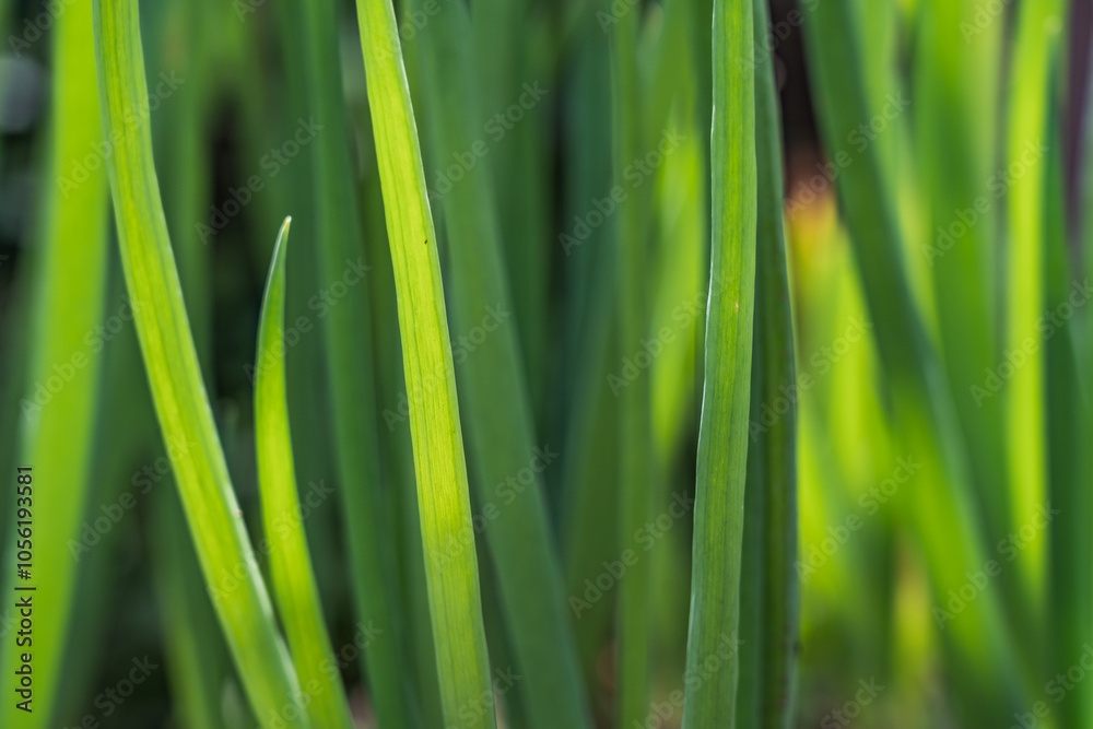 green spring onion with intense and fresh color tones. Background for design and texture green spring onion with intense and fresh color tones. Background for design and texture
