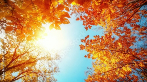 Looking up at autumn treetops glowing in sunlight, blue sky peeking through colorful leaves,  photo