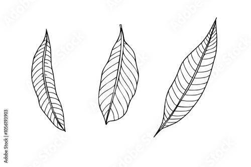 Three vector mango leaves line art black and white ink sketch. Narrow long leaf with veins monochrome hand drawn illustration. Floral elements for package decor, coloring book