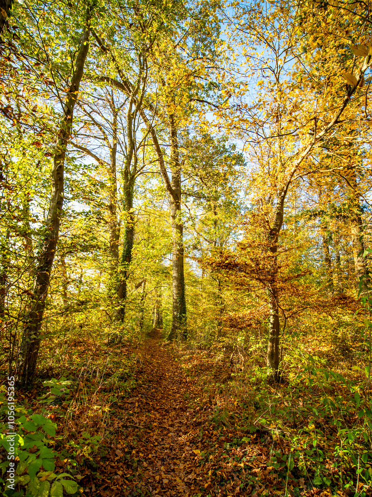 Waldweg durch den herbstlichen Mischwald Waldweg durch den herbstlichen Mischwald