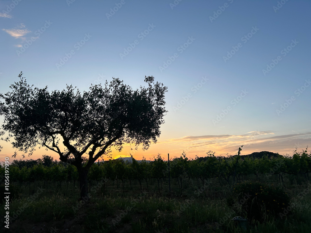 Sunset Sunset