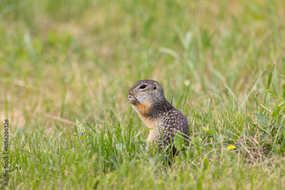 Speckled ground squirrel animal stands on its hind legs Speckled ground squirrel animal stands on its hind legs