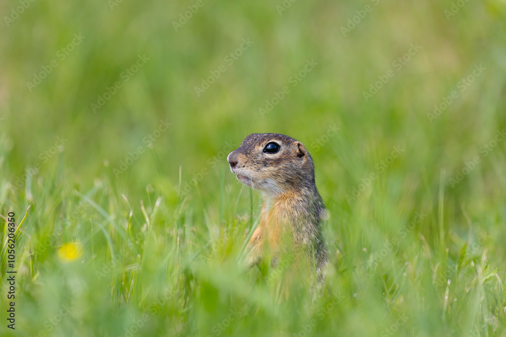 Speckled ground squirrel animal stands on its hind legs Speckled ground squirrel animal stands on its hind legs