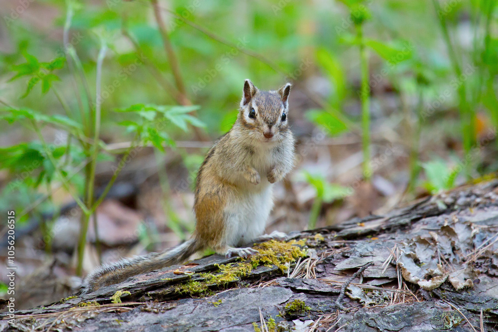 Chipmunk sits on a log close up. Russia, Buryatia Chipmunk sits on a log close up. Russia, Buryatia
