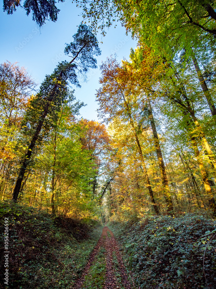 Obraz premium Waldweg durch den herbstlichen Mischwald