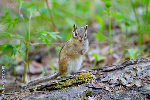 Chipmunk sits on a log close up. Russia, Buryatia photo