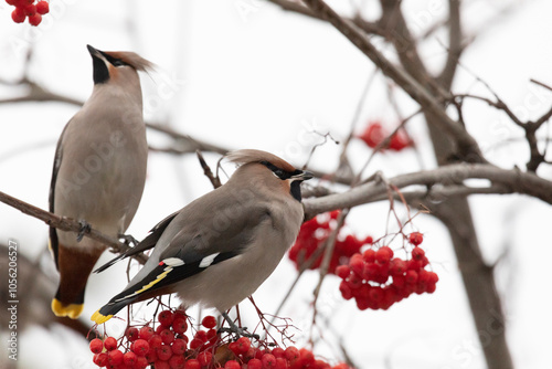 waxwing winter passerine bird feeding on berries
