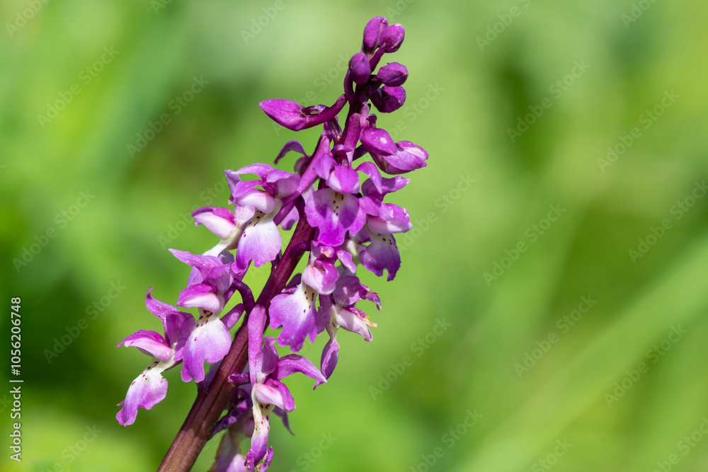 Close up of an early purple orchid (orchis mascula) flower Close up of an early purple orchid (orchis mascula) flower