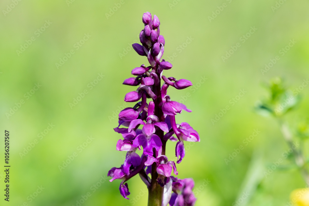 Close up of an early purple orchid (orchis mascula) flower Close up of an early purple orchid (orchis mascula) flower