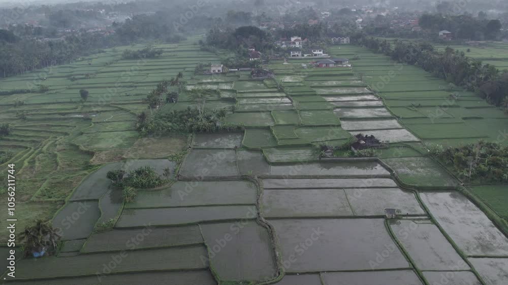 Impresionante vista aérea de los campos de arroz de Ubud en Bali. Este video muestra la belleza y la tradición balinesa. Vemos como se reflejan las nubes en el agua y pájaros volando.