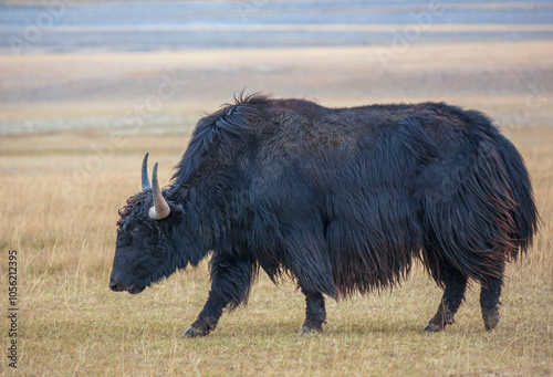 Black Tibetan yak is domesticated artiodactyl mammal from the genus of true bulls of the family Polorogi. photo