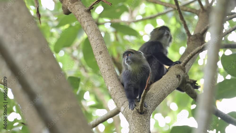 Slow Motion Monkey in a Forest Climbing a Tree in Africa in Kilimanjaro National Park in Tanzania on an African Wildlife and Animals Safari, Blue Monkeys on a Tree Branch Climbing Branches Slow Motion Monkey in a Forest Climbing a Tree in Africa in Kilimanjaro National Park in Tanzania on an African Wildlife and Animals Safari, Blue Monkeys on a Tree Branch Climbing Branches