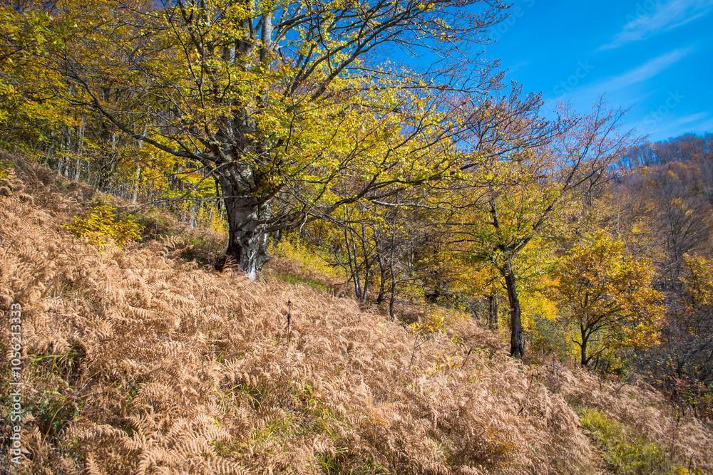 Mountain landscape in autumn. Beautiful colors of the leaves, trees and bushes. A path that leads between the forest оn mountain Kitka near the city of Skopje, Macedonia. Mountain landscape in autumn. Beautiful colors of the leaves, trees and bushes. A path that leads between the forest оn mountain Kitka near the city of Skopje, Macedonia.