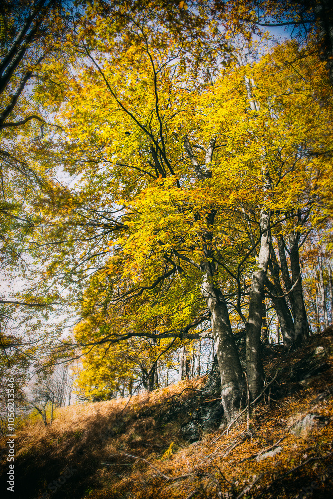 Mountain landscape in autumn. Beautiful colors of the leaves, trees and bushes. A path that leads between the forest оn mountain Kitka near the city of Skopje, Macedonia. Mountain landscape in autumn. Beautiful colors of the leaves, trees and bushes. A path that leads between the forest оn mountain Kitka near the city of Skopje, Macedonia.