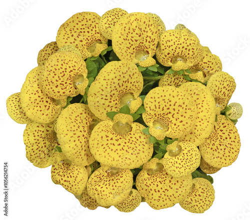 Fleurs jaunes de Calceolaria integrifolia photo