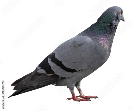 Columba livia domestica