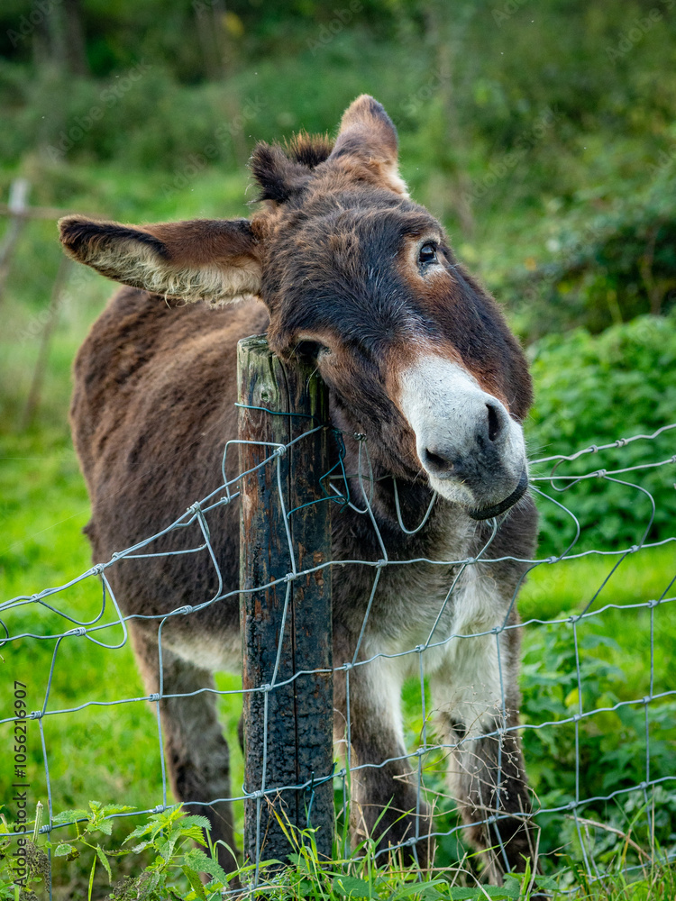 Fototapeta premium Junge Esel auf der Weide