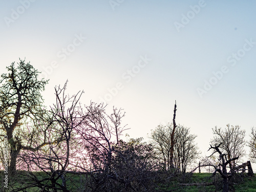 Abgestorbener Baum im Wald photo