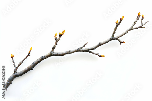 Isolated yellowed branch on a plain white background. high quality