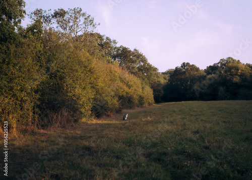 cat in a countryside field at autumn