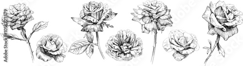 Rose floral botanical flowers set. Wild spring leaf wildflower isolated. Black and white engraved ink art collection. Isolated illustration elements on white background.