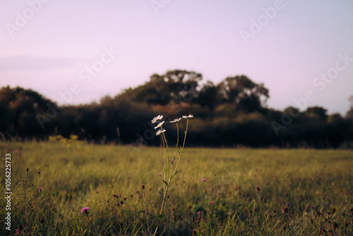sunset in the field