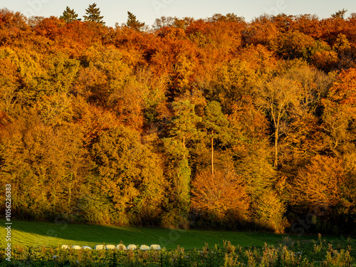 Silageballen lagern auf dem Feld photo