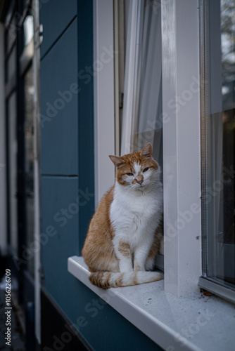 ginger and white cat sitting on a windowsill outside