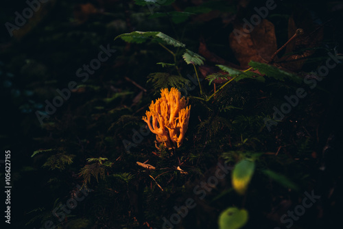 Macro of a Sticky Coral Fungus, Calocera viscosa, on a surface of dry leaves in the Olympic National Park Forest, in Washington State, USA photo