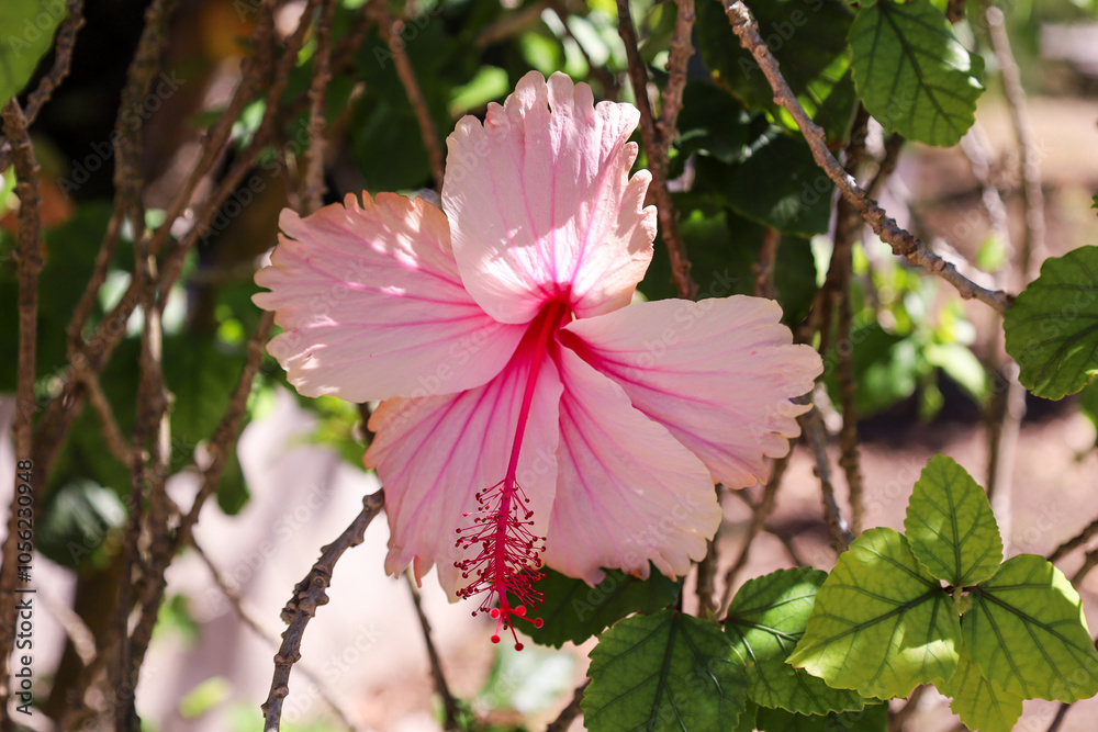 Obraz premium flower pink