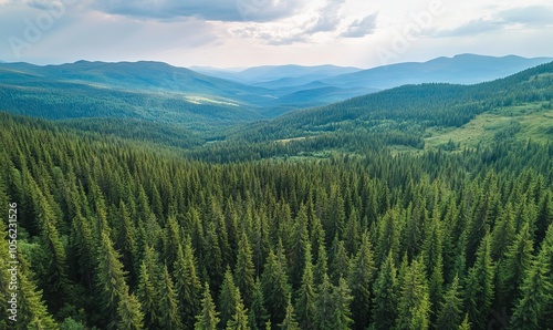 Aerial view of green pine forest with dark spruce trees covering mountain hills. Nothern woodland scenery from above