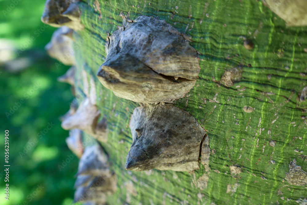 tree bark tree bark