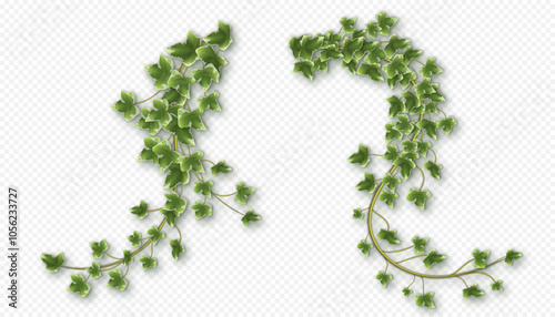 Ivy vines with lush green leaves. Hedera trailing branches isolated on a grey background. Vector illustration.