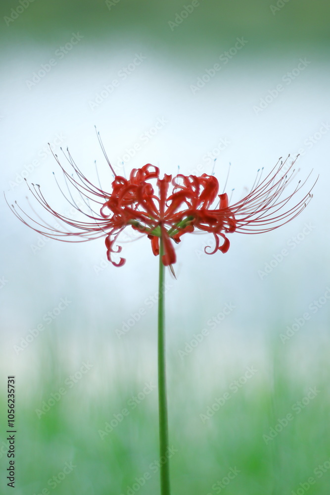 秋の川辺に咲く赤いヒガンバナ