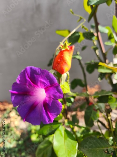 duo of purple epomea and orange rose photo