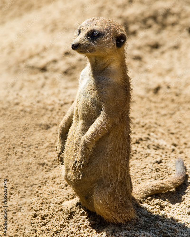 A lone meerkat is sitting upright in the sand, looking sideways as if on lookout duty. Captive. Vertical image. A lone meerkat is sitting upright in the sand, looking sideways as if on lookout duty. Captive. Vertical image.