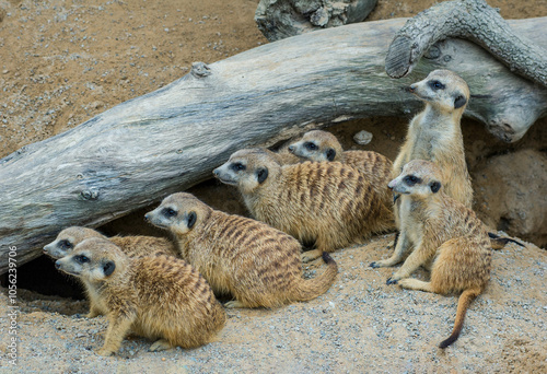 Fotografi A colony of seven meerkats looking in the same direction
