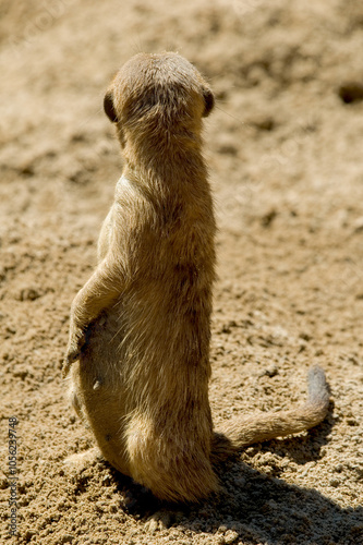 Fotografía A lone meerkat is sitting upright in the sand, looking away from the cameral as if on lookout duty