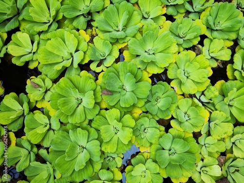 Water lettuce (Pistia stratiotes) floating plants grow on ponds and rivers. It is very green and looks like flowers on top of the water. These water lettuce plants keep the river water fresh and heal photo