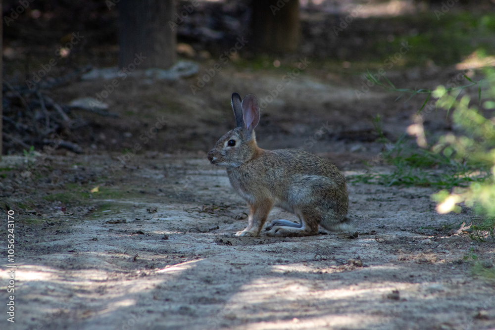 rabbit in the grass rabbit in the grass