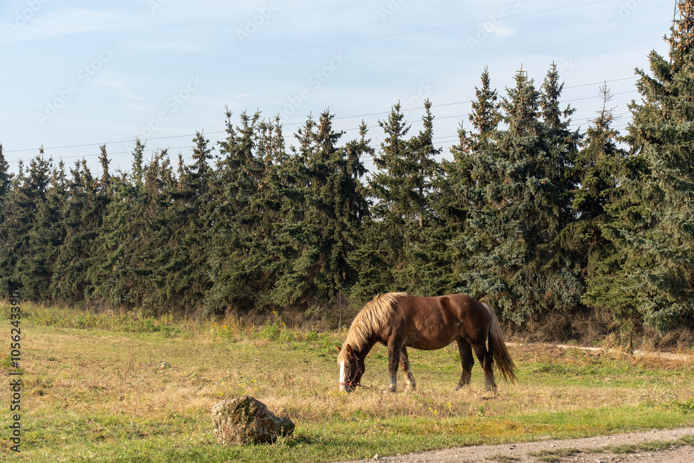 Brown horse peacefully grazing on a grassy meadow with a backdrop of evergreen trees under the warm autumn sun. Concept of rural wildlife, tranquility, and natural landscapes. Brown horse peacefully grazing on a grassy meadow with a backdrop of evergreen trees under the warm autumn sun. Concept of rural wildlife, tranquility, and natural landscapes.