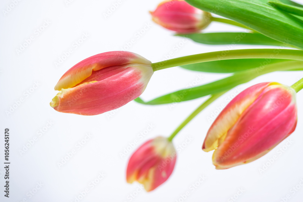 Bouquet of fresh natural red-yellow tulips close up. Greeting card.