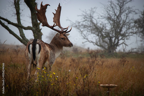 
A majestic deer with large antlers stands in a misty field, looking into the distance. The autumn landscape features dry grasses and a bare tree, creating a serene, atmospheric scene in nature. photo