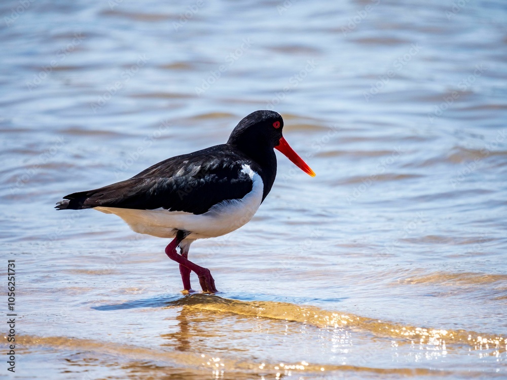 Oystercatcher bird wading in sunlight Oystercatcher bird wading in sunlight
